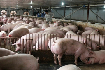 VN pig farmers struggle to survive crises of last 6 years