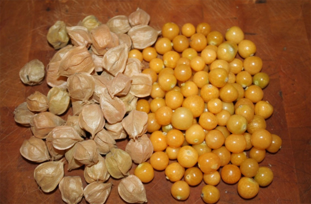Golden Berry