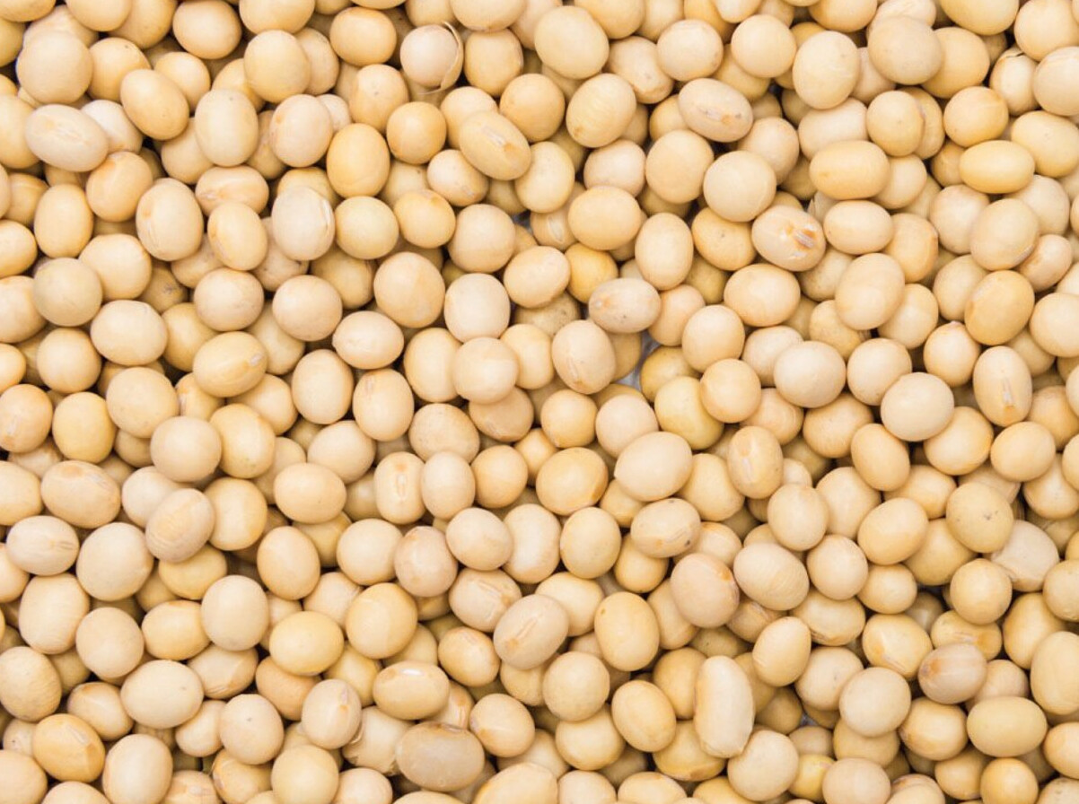 Companies compete for leading position at MXV