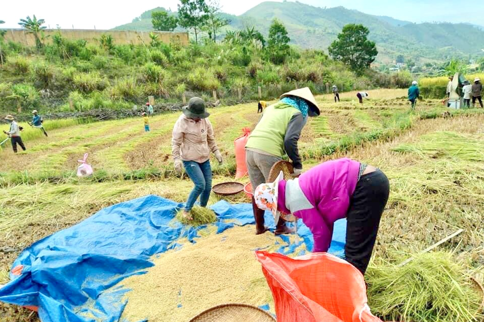 Quảng Ngãi thu hút đầu tư vào vùng đồng bào dân tộc thiểu số và miền núi