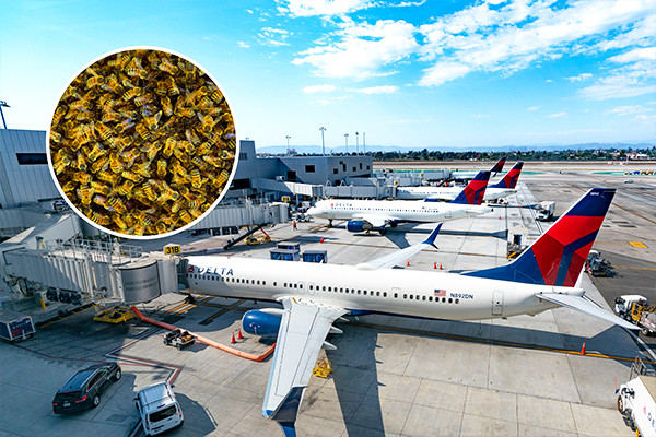 Bầy ong khổng lồ bu kín một phần cánh máy bay làm chuyến bay 'tê liệt' nhiều giờ