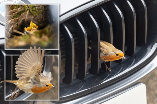 Chim làm tổ bên trong lưới tản nhiệt, chủ xe BMW có quyết định gây bất ngờ