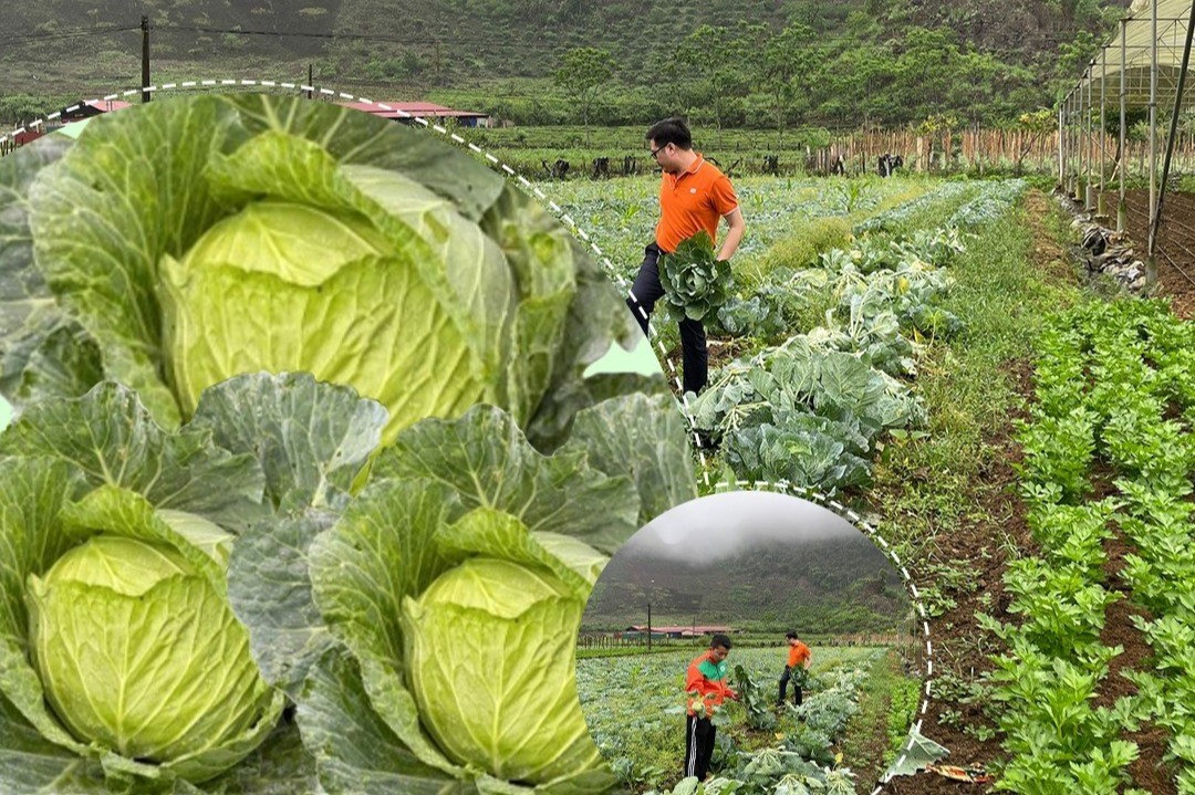 Đi chợ online giá tốt, hàng ngon với Sendo Farm