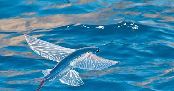 Cá bay như chim, cá lạ, giá rẻ bị chê không ai ăn giờ thành đặc sản đắt ...
