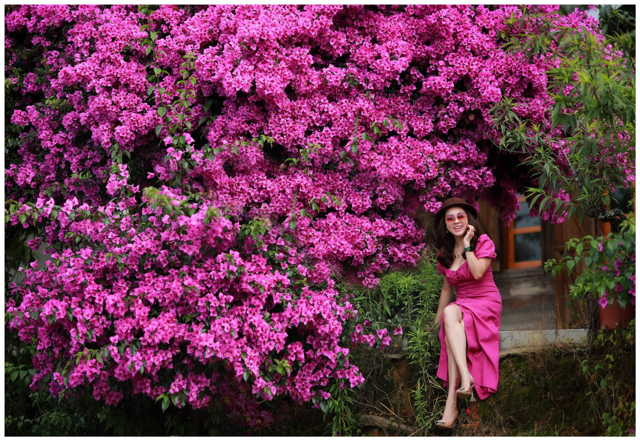 Cây hoa giấy 34 năm tuổi bung nở rực rỡ, hút khách check-in ở Đà Lạt
