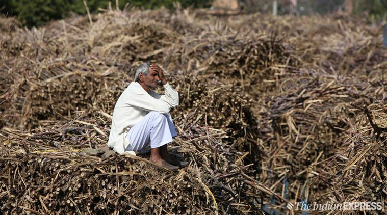 11.000 nông dân Ấn Độ tự tử năm 2021 vì nợ nần