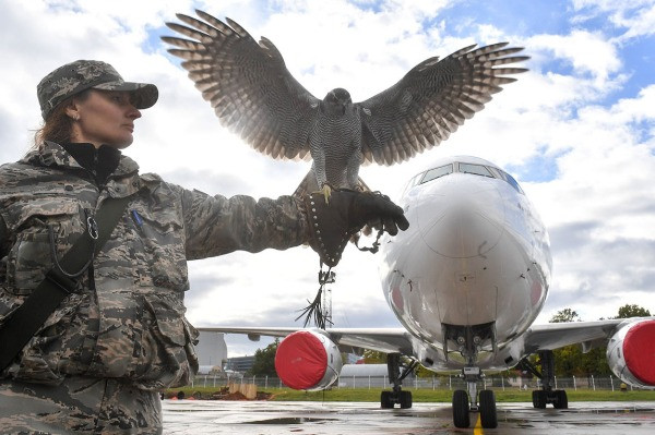 Tại sao quan chức Nga đề xuất lập phi đội chim đại bàng đánh chặn UAV Ukraine?