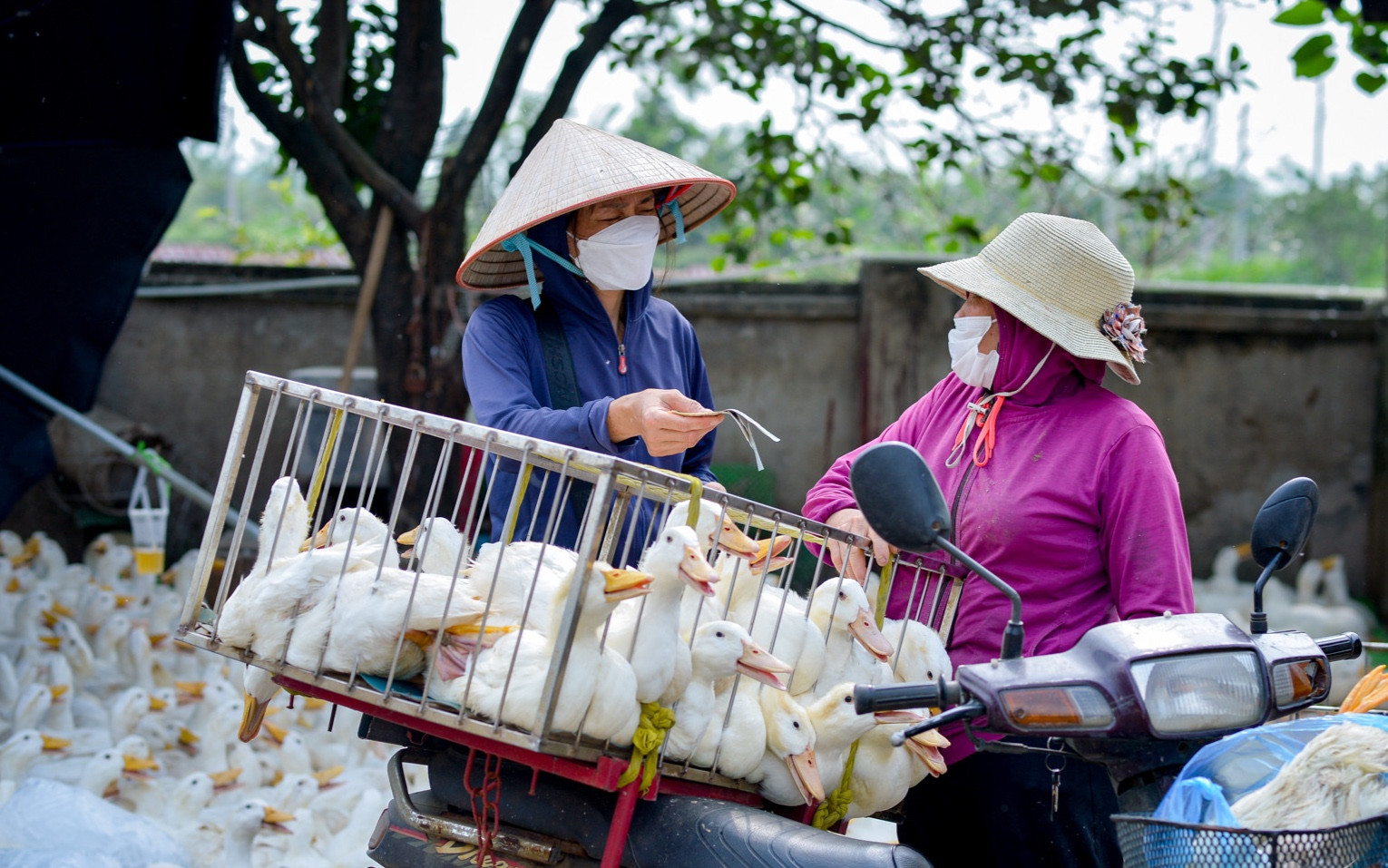 Nỗi buồn nông dân: Giá nông sản sụt giảm, nguyên liệu đầu vào tăng và neo cao