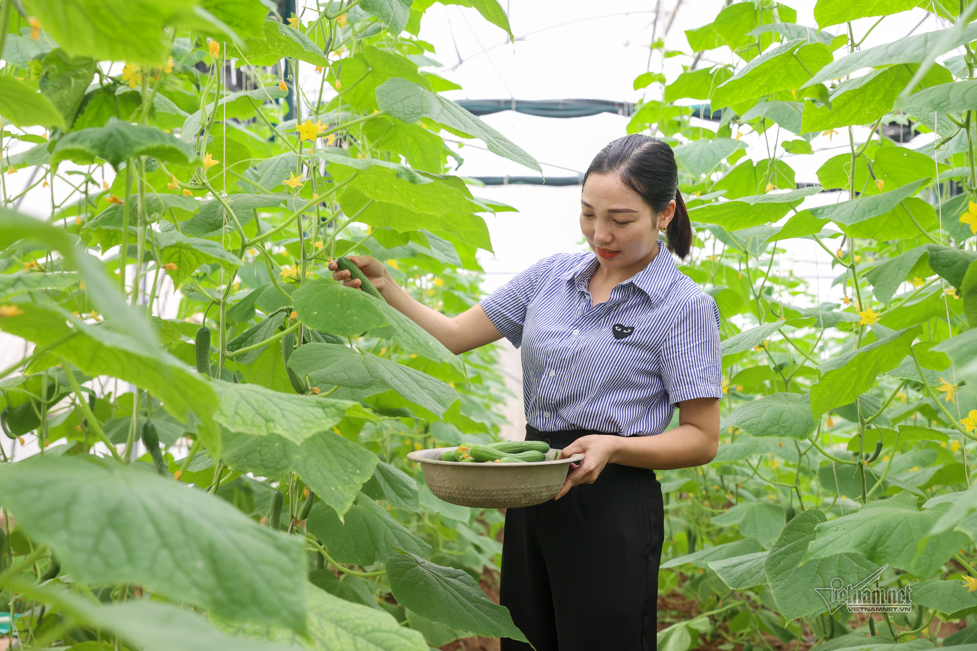 Bí thư Tỉnh ủy thăm Hợp tác xã Dịch vụ nông nghiệp Mỹ Đông 2