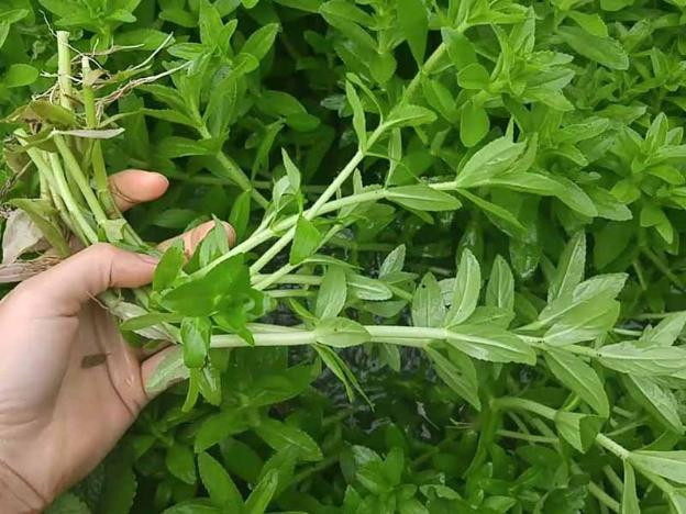 Quiz: Những loại rau ngon nhưng là ổ chứa nhiều giun sán nhất