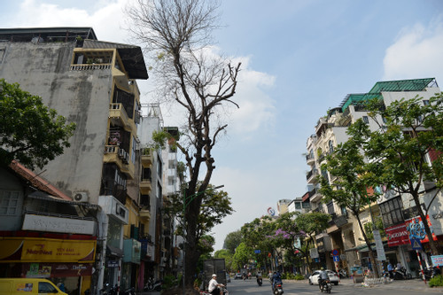 Cây xà cừ 50 tuổi ở Hà Nội rụng lá bất thường, nghi bị 'bức tử'