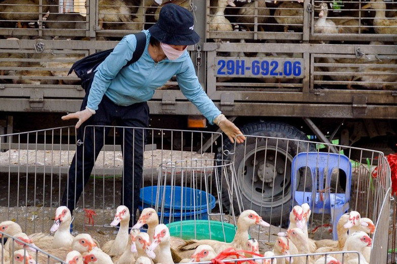 Chăn nuôi nguy cơ phá sản hàng loạt, hiệp hội kiến nghị loạt giải pháp cấp bách