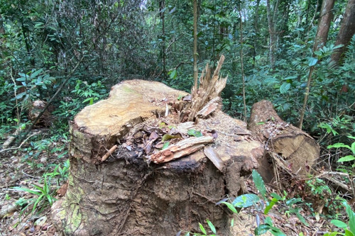 Một đảng viên bị khai trừ vì cầm đầu nhóm phá rừng ở Gia Lai