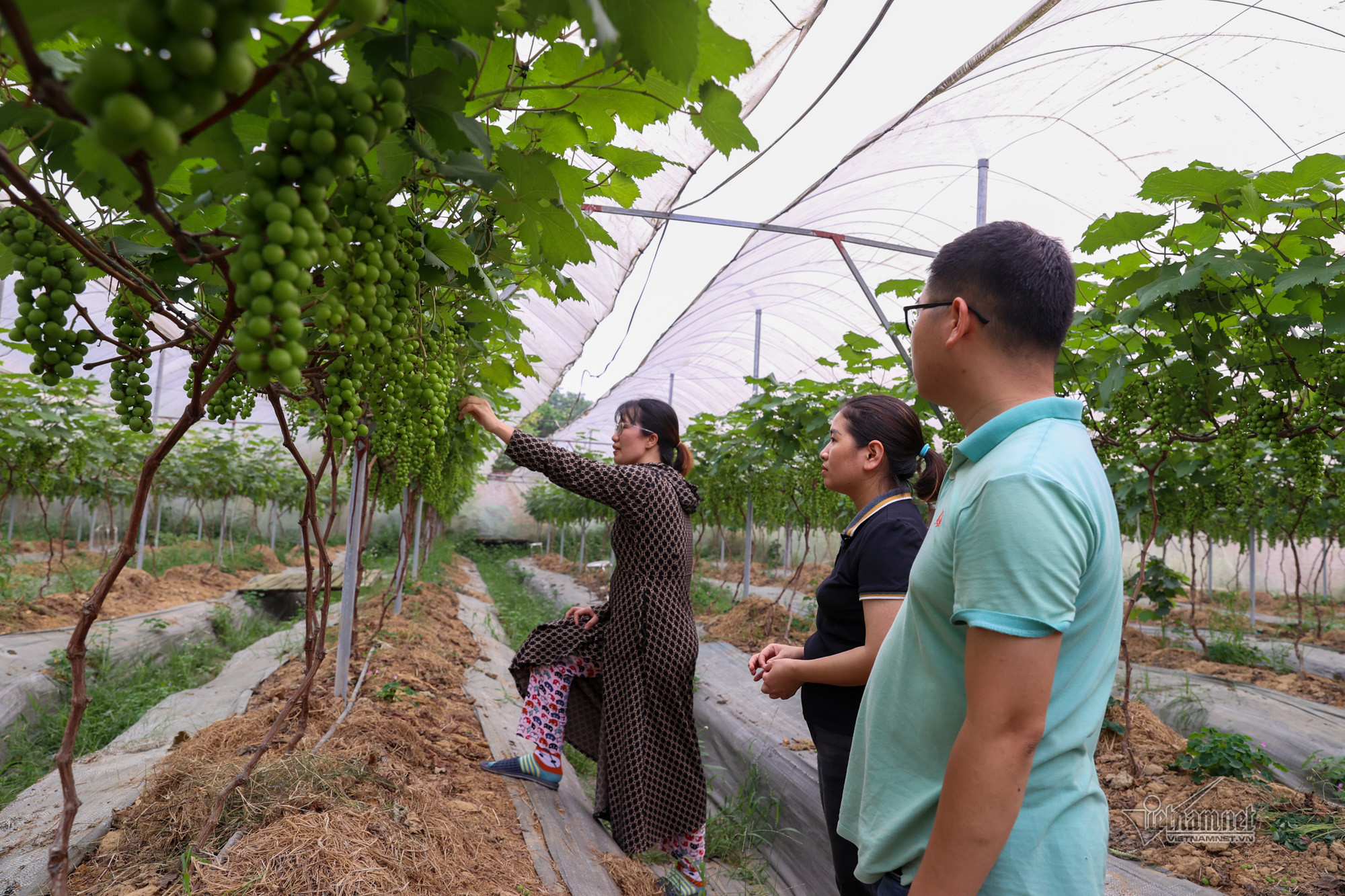 Thanh Ba ứng dụng công nghệ trong nông nghiệp, xây dựng nông thôn mới thông minh