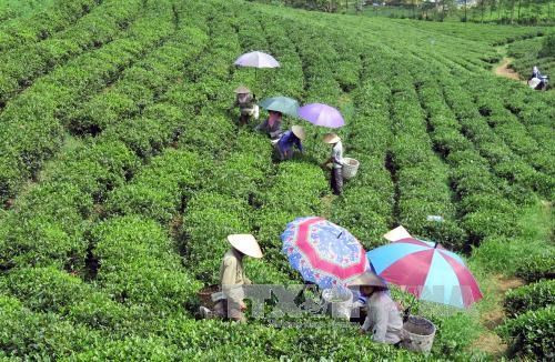 Tea exports earn 50 mln USD in first four months of 2023 hinh anh 1