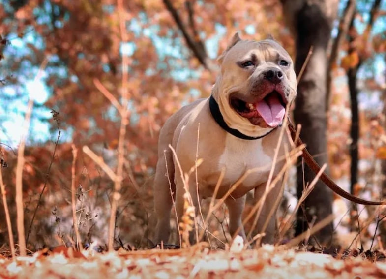 Chó Pitbull nguy hiểm số 1 thế giới, nhiều nước cấm nuôi