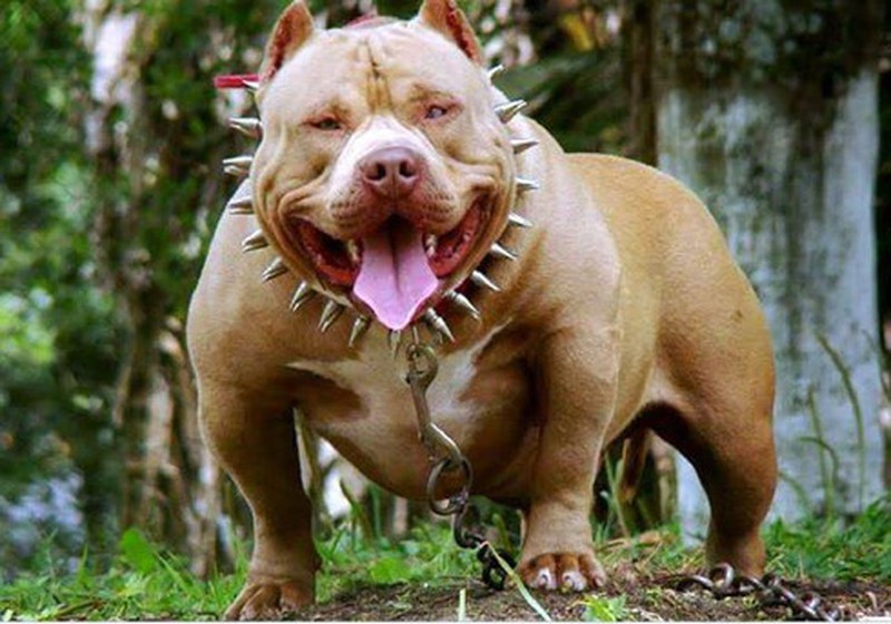 Chó Pitbull Cắn Chết Người, Tại Sao Còn Thiếu Cảnh Giác?