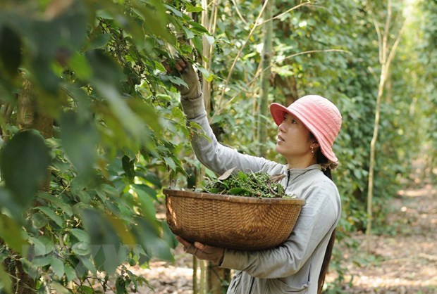 Vietnam to play a greater role in global commodity exchanges hinh anh 1