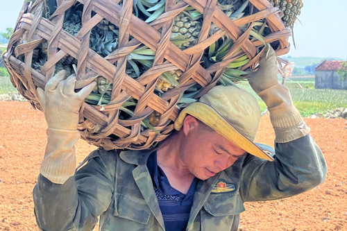 Nắng nóng 40 độ C, nông dân Thanh Hóa phơi mình thu hoạch dứa vàng giải nhiệt