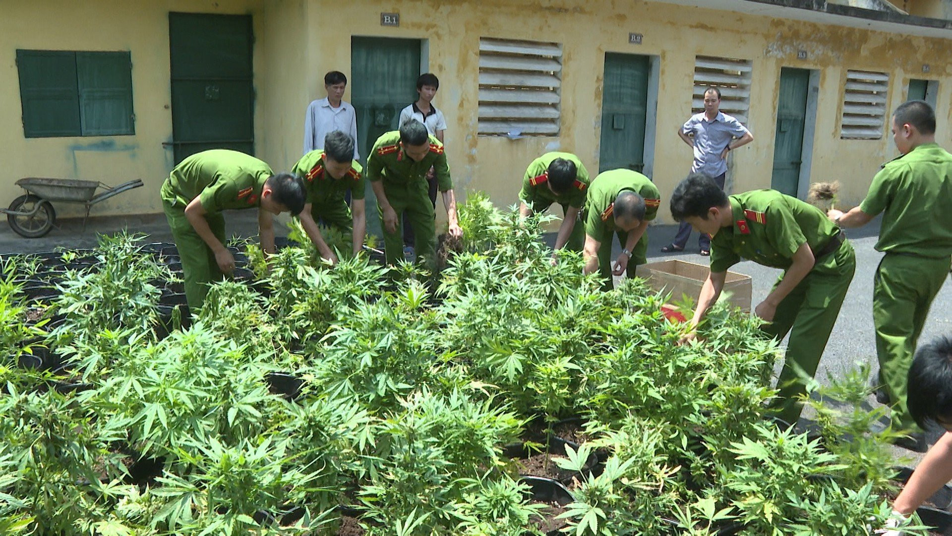 Trồng gần 900 chậu cây cần sa trong khu vườn quây tôn kín ở Phú Thọ