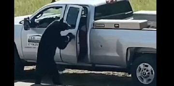 Video gấu đen tự mở cửa ô tô, chui vào hàng ghế sau lấy trộm đồ