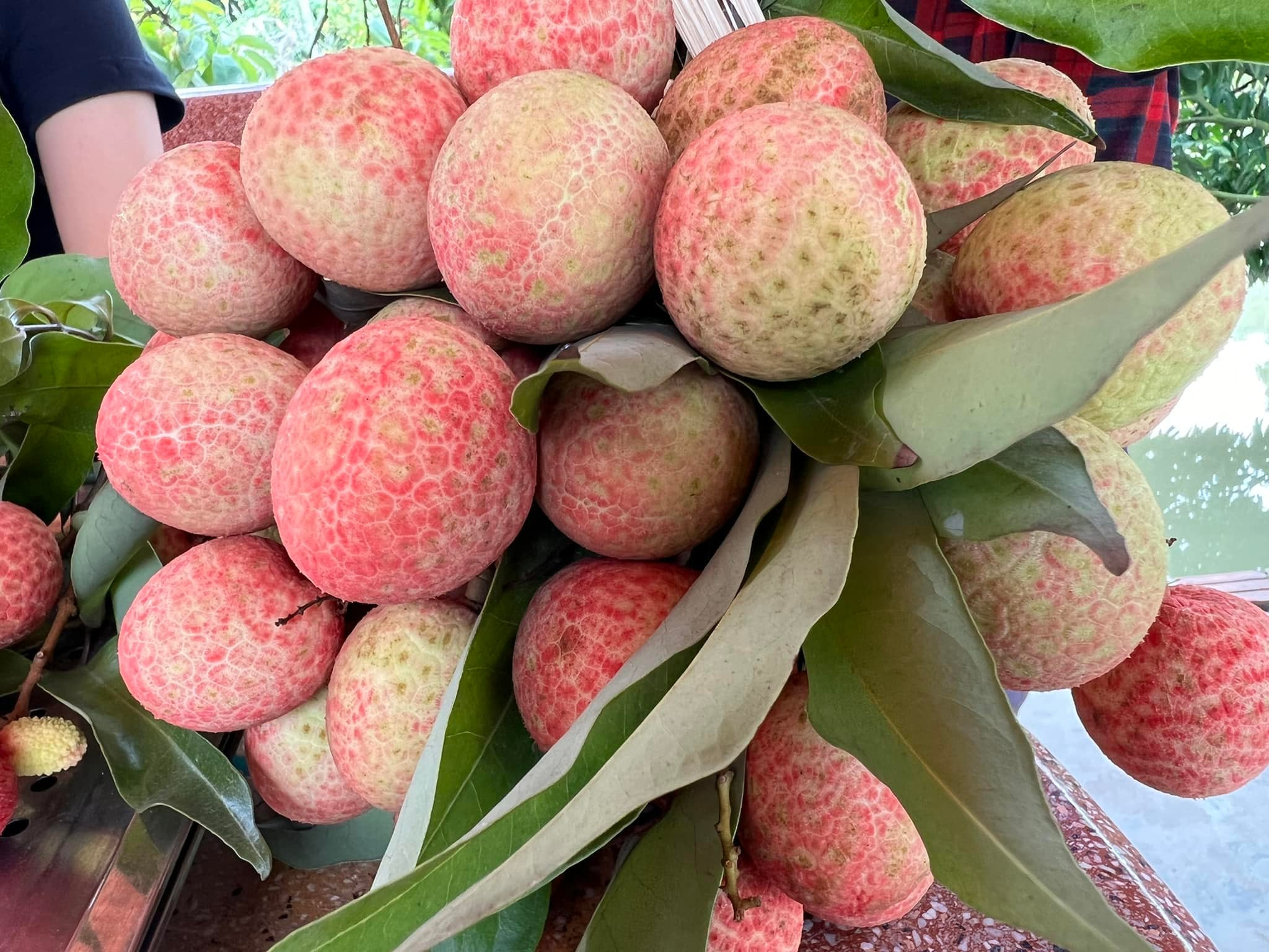 4 vạn tấn vải thiều chờ bán, có loại 90.000 đồng/kg người mua vẫn 'xếp hàng'