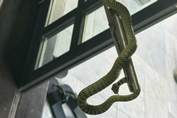 Quảng Nam phân trần việc rắn bò vào phòng của khách thuê 60 triệu đồng/đêm
