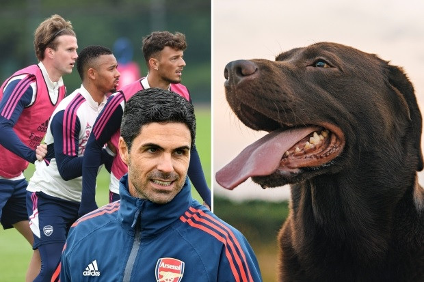 HLV Arteta mang… chó Win đến sân để Arsenal ‘lật kèo’ Man City