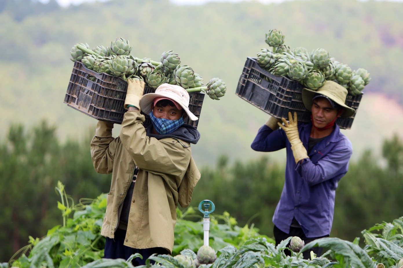 Nhận kỷ lục châu Á, hoa atiso 200 nghìn/kg đắt khách ăn giải nhiệt