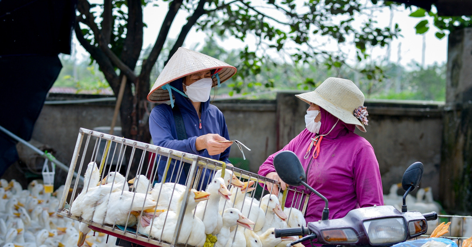 Farm produce prices plummet, input material prices soar