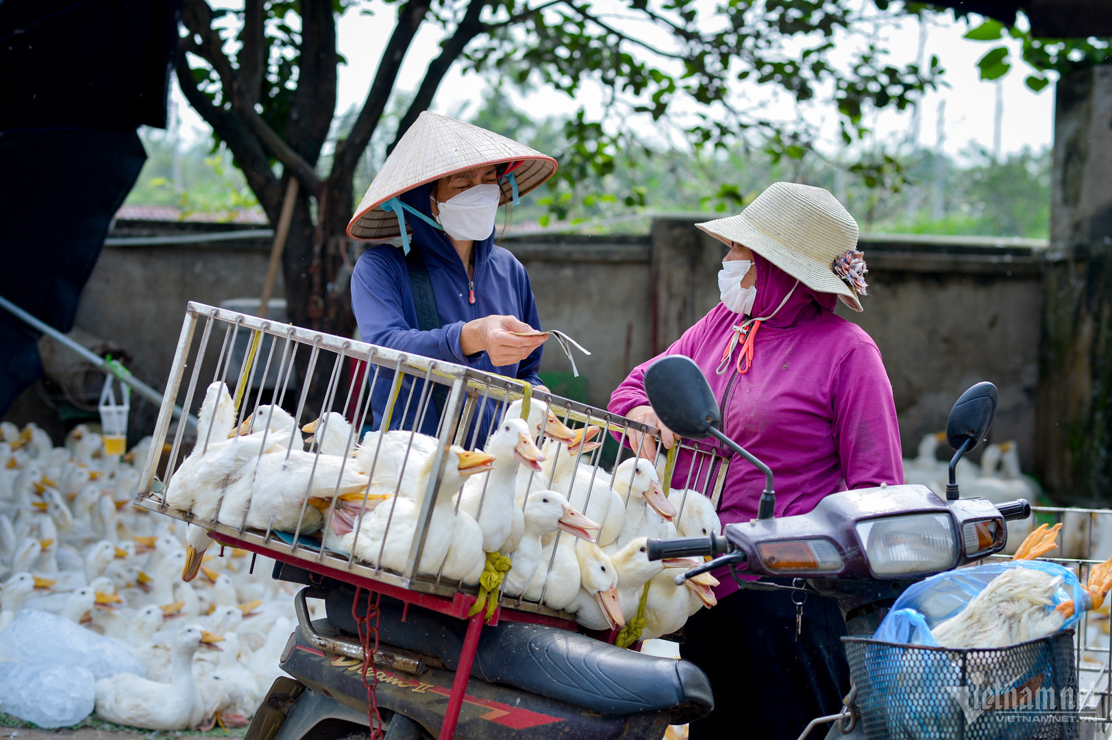 Farm produce prices plummet, input material prices soar