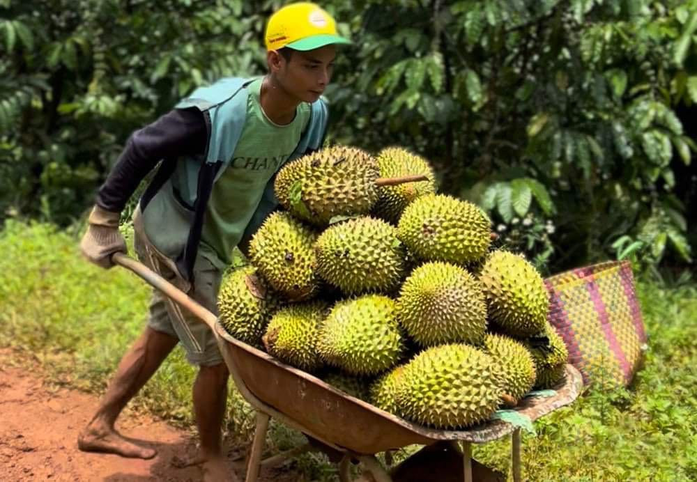 Bán hàng sang Trung Quốc: Việt Nam thắng về lượng, thua xa Thái Lan về giá trị