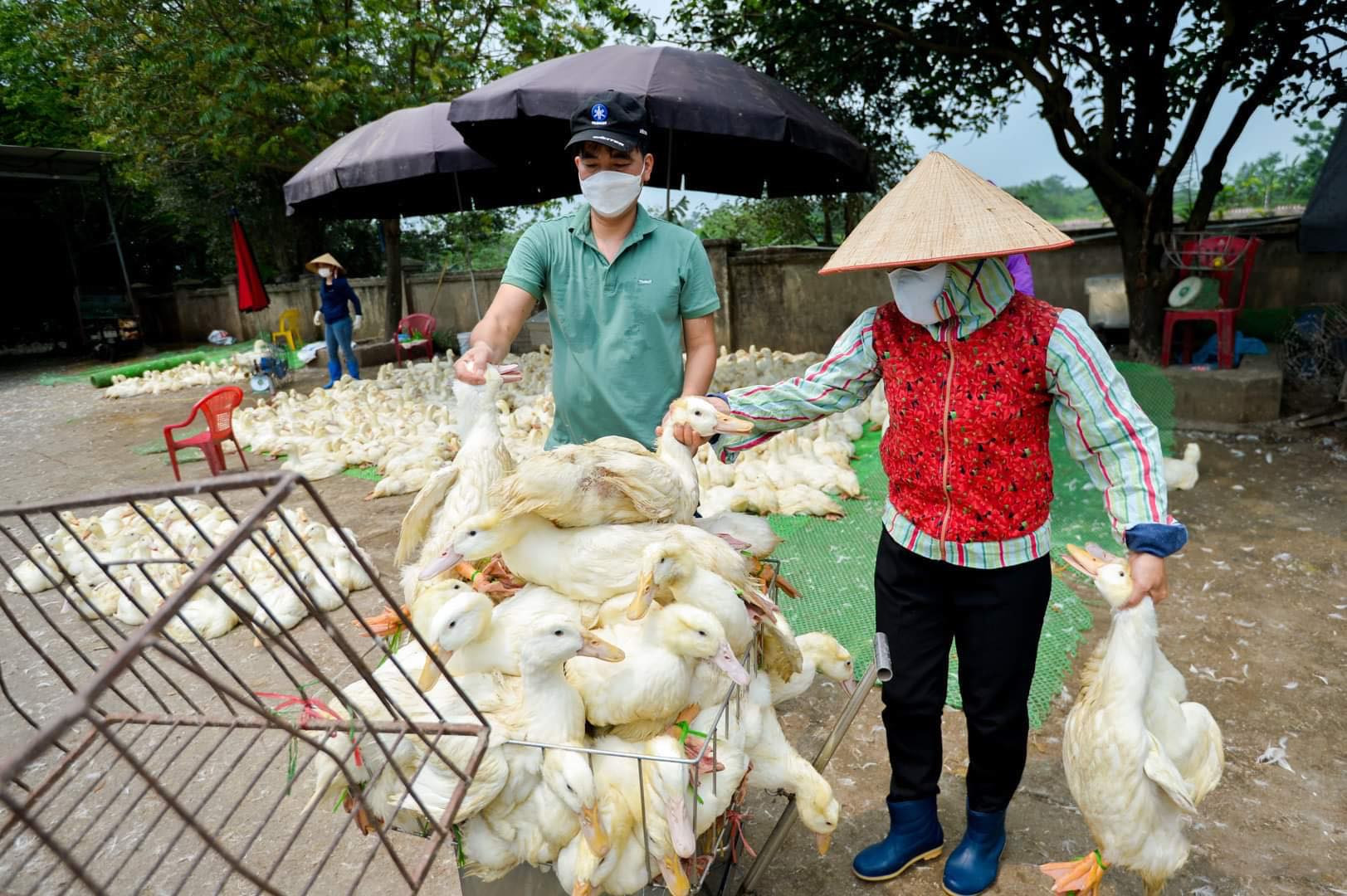 Ngành chăn nuôi rơi vào bĩ cực, cần cứu nguy khẩn cấp