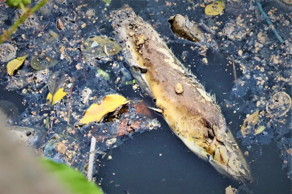 Cá chết lẫn trong rác thải nổi kín mặt kênh Nhiêu Lộc - Thị Nghè