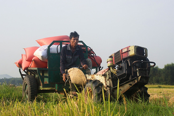 Vã mồ hôi chở lúa thuê trong nắng nóng, kiếm tiền triệu mỗi ngày