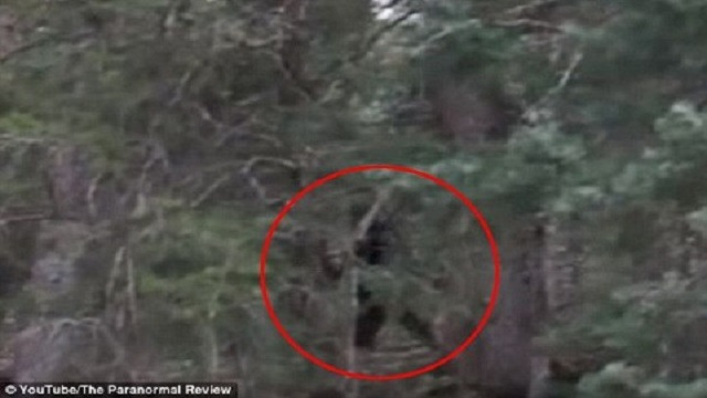 Phát hiện quái vật Bigfoot to lớn trong rừng gây sốc?