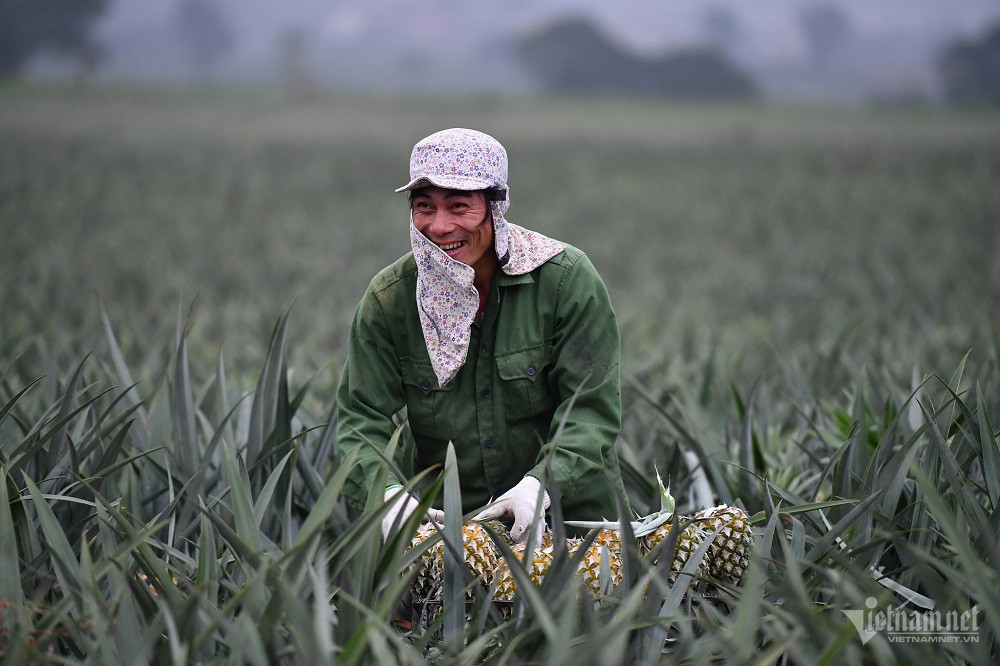 Farmers use agricultural waste, save tens of billions of VND a year