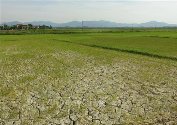 Up to 1,100ha of farmland in northern region at risk of drought hinh anh 1