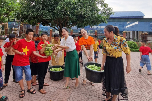 Thầy cô háo hức bắc thang hái 1.000 quả xoài tặng học sinh cuối năm