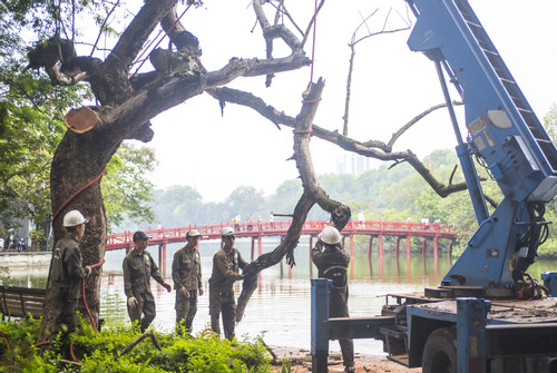 Bắt đầu chặt hạ 3 cây sưa chết khô ven hồ Hoàn Kiếm