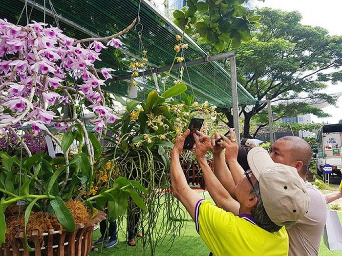 da nang festival to feature hundreds of orchid species picture 1