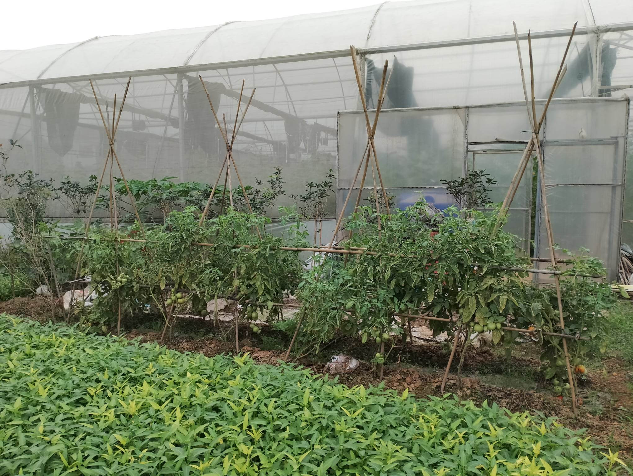 Cẩm Khê: Diện mạo nông thôn đổi mới nhờ ứng dụng công nghệ cao