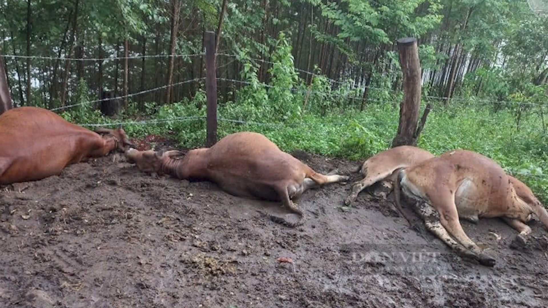 Six cows killed in lightning strike in Son La