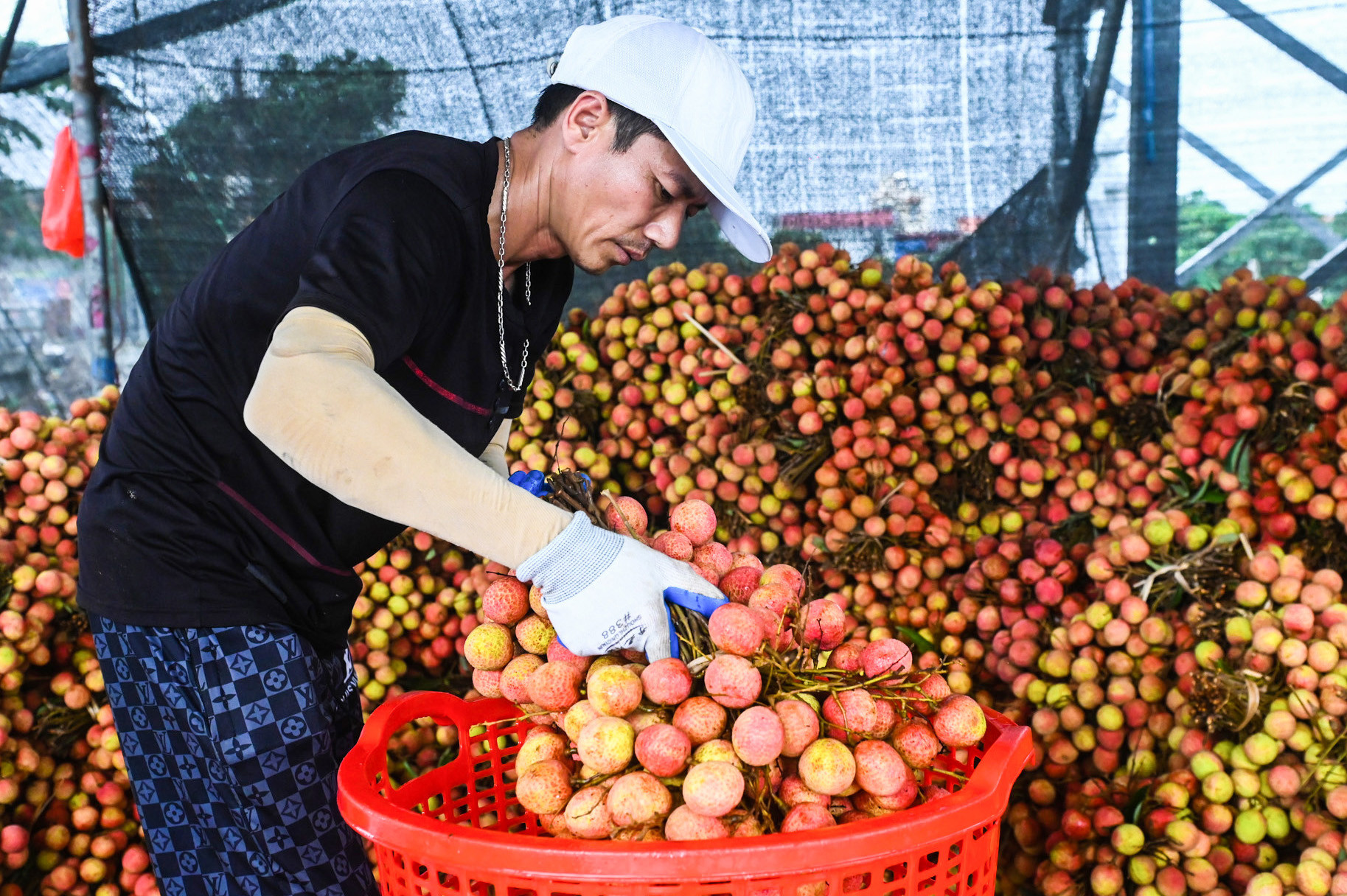 Nông dân Hải Dương thu hàng trăm triệu từ mùa vải chín sớm