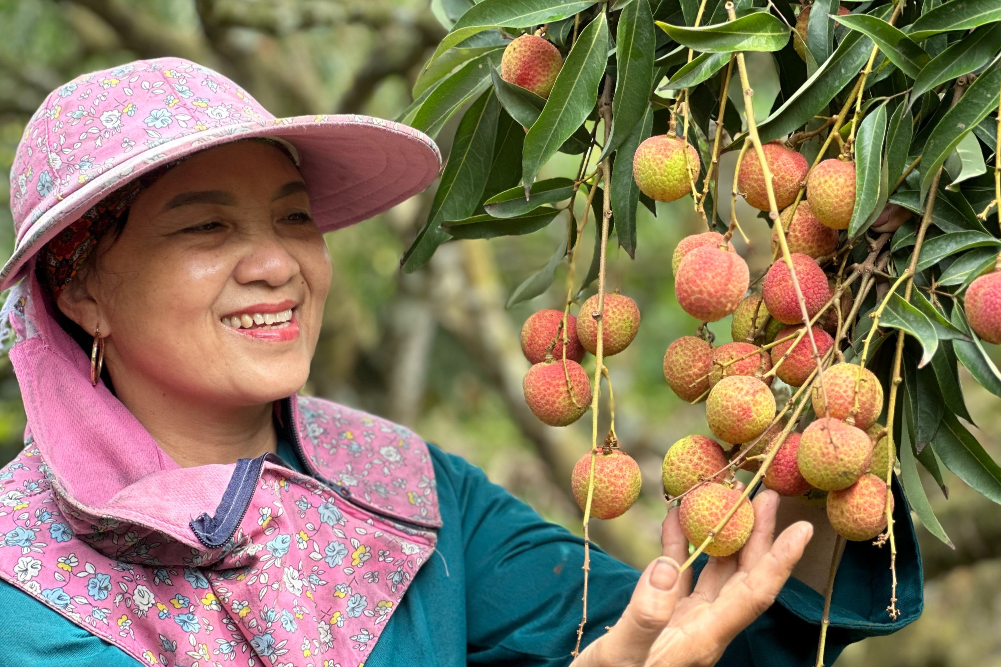 Cây vải u hồng đặc biệt, từng giúp chủ kiếm 7 lượng vàng 1 vụ