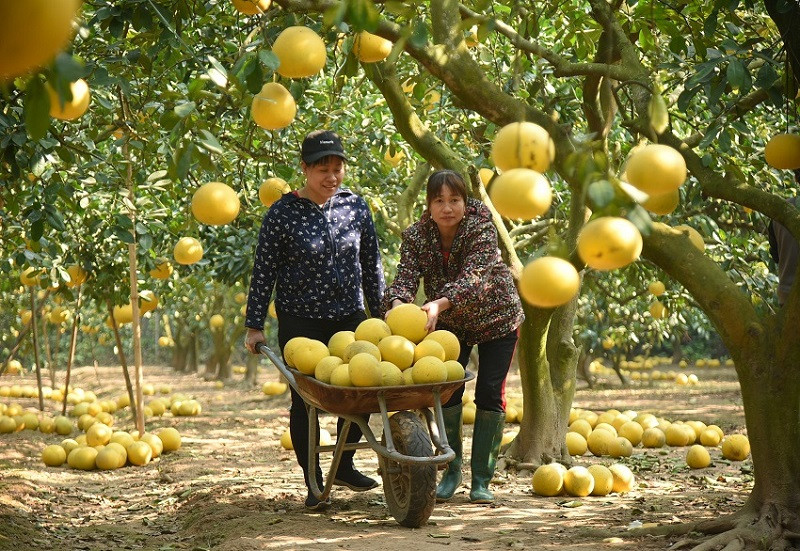Lesser-known ‘treasures’ in the largest Dien pomelo hub in Hanoi