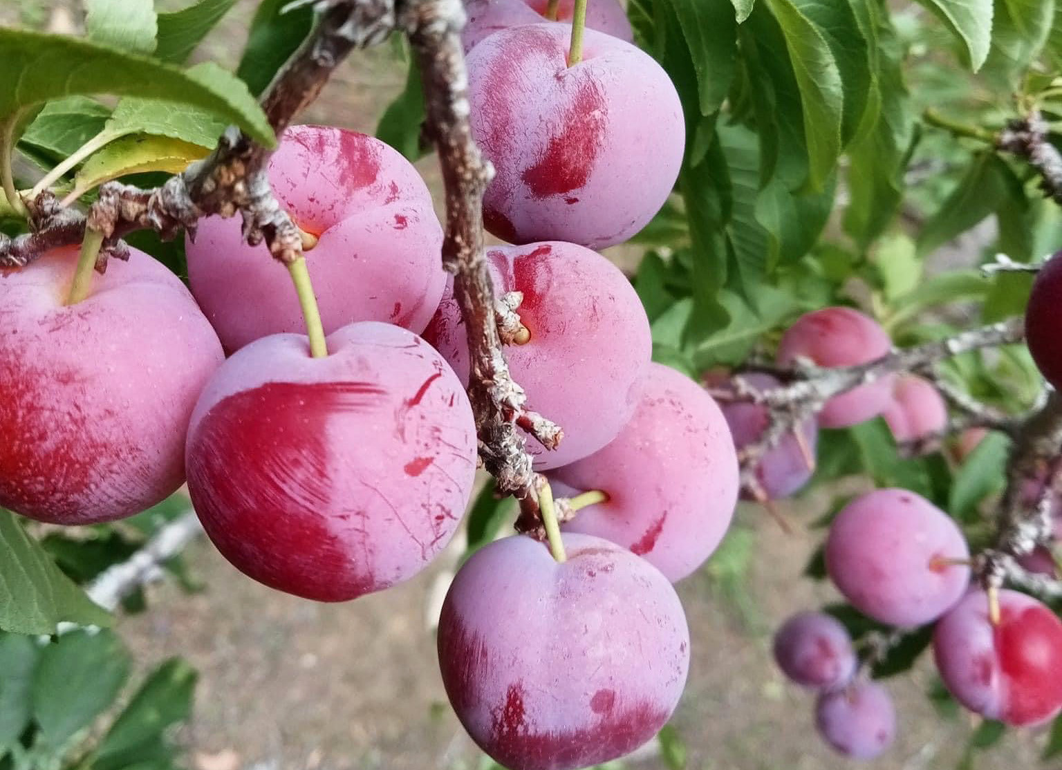 ‘Cherry Việt’ đổ bộ thị trường, giá chỉ 12.500 đồng/kg