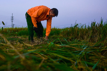 Nông dân Hà Nội đi gặt lúa từ tờ mờ sáng để tránh nắng nóng