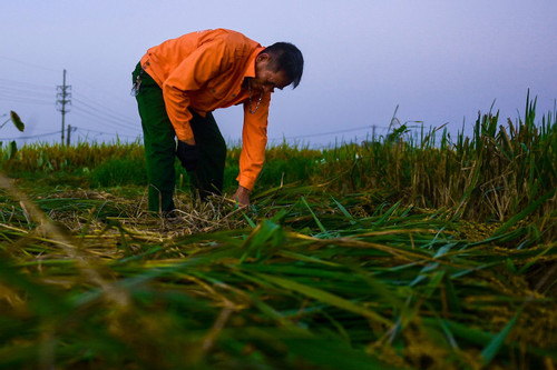 Nông dân Hà Nội đi gặt lúa từ tờ mờ sáng để tránh nắng nóng