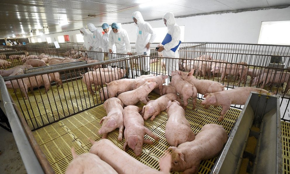 8 million farming households excluded out of poultry, pig market